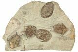Plate Of Foulonia & Asaphellus Trilobites - Fezouata Formation #209726-1